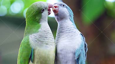 Two monk parakeets (Myiopsitta monachus) in love