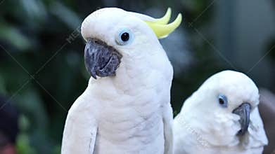 Couple love Yellow crested cockatoo together a medium sized