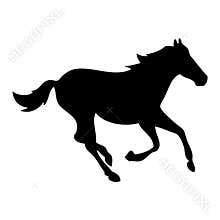 Black horse