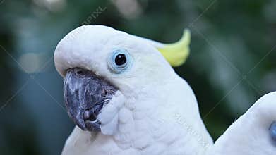 Portrait Yellow crested cockatoo a medium sized cockatoo with white plumage, bluish white bare orbital skin, grey feet
