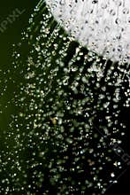 Shower Water Drops