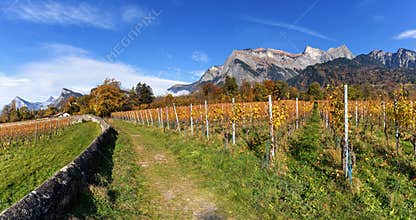 hiking trail leading through the vineyards of Maienfeld village in autumn with tall mountains behind