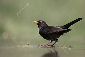 Blackbird, Turdus merula,