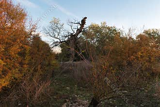 trees, landscape, view, park, autumn, nature, plants, sky, spain