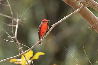 Vermilion Flycatcher