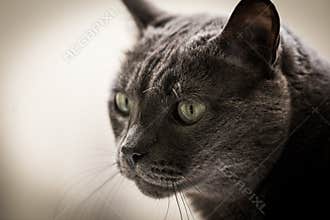 Grey cat