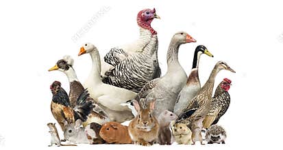 Group of farm birds and rodents, isolated
