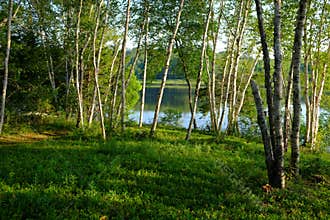 A beautiful birch tree grove