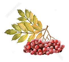 Rowan berries branch and yellow green leaves watercolor illustration isolated on white. Forest tree twig clipart fall
