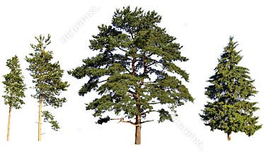 Tree pines and fir