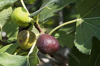 Fig on tree between the leaves