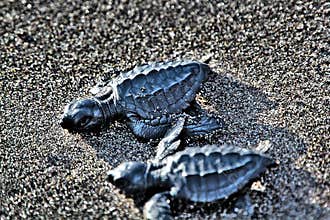 Wildlife in Guatemala: A pair of Olive ridley sea turtles hatchling is seen moving towards the Ocean