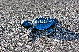 Wildlife in Guatemala: An Olive ridley sea turtle hatchling is seen moving towards the Ocean