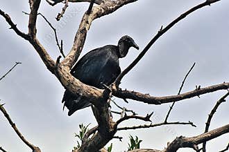 Wildlife in Guatemala: A Black vulture is seen perched in a tree overlooking the wetlands of a shrimp farm