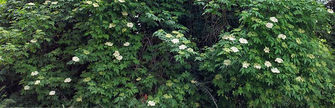 Beautiful Elderberry tree blooming in Spring, Good for natural banner or border for website.
