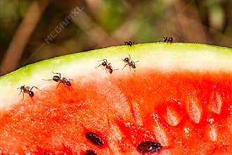 macro picture with a group of ants get everything from a watermelon, the ants feed on watermelon and are very