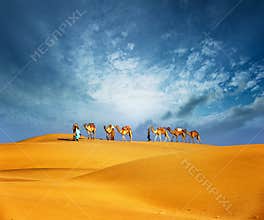 Camels travel through sand of desert dunes. Adventure journey