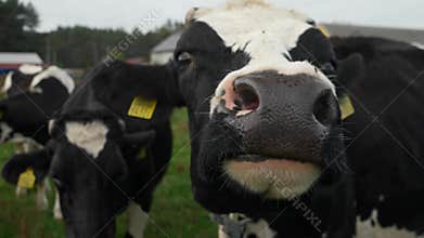 A cow with ear tags sniffs curiously, watching with an alert gaze on a farm.