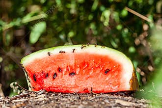 Ants climbing and eating watermelon