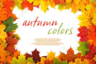 Fall maple leaf border