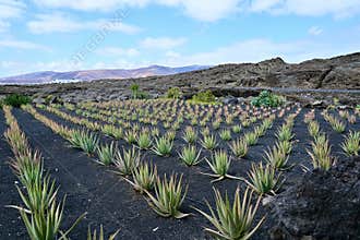 Volcanic Landscape With Organic Aloe Vera Being Cultivated on Lanzarote Island in the Canaries