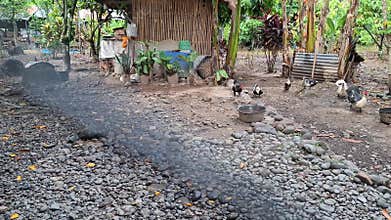 Pet chickens and ducks are roaming around the yard in the morning