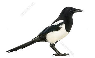 Side view of a Common Magpie, Pica pica, isolated