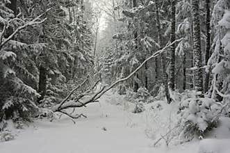A thicket of forest in a snowy winter