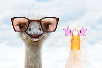 Portrait of an funny ostrich and a duck in sunglasses