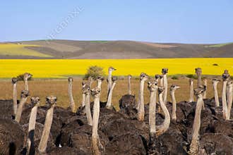 Ostrich Flock, South Africa