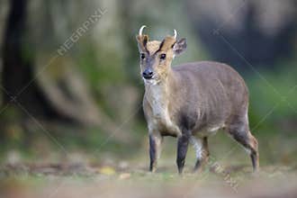 Chinese muntjac, Muntiacus reevesi