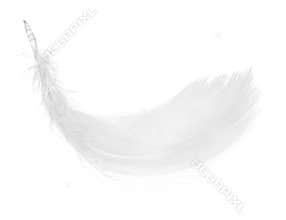 Feather, isolated on the white background.