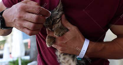 Veterinarian or owner wipes cat eyes