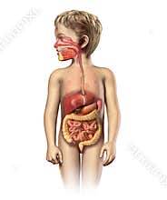 Child anatomy full digestive system cutaway.