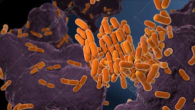 Close up on yellow colored Escherichia coli bacteria on a nutrient substrate