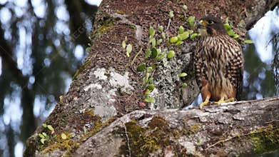 New Zealand falcon
