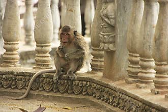 Long-tailed macaque playing at Phnom Sampeau, Battambang, Cambodia