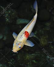 Koi Fish