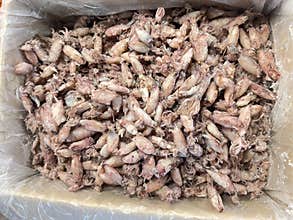 Sun dried calamari at food maket.