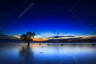 Silhouette of Tree and Sunset on silent beach