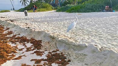 Great white heron Great egret on the beach Caribbean Coast