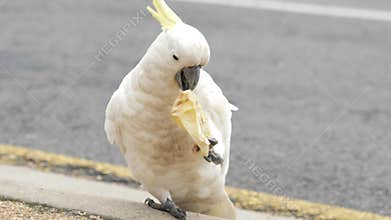 Cockatoo Eating Food by the Side of the Road