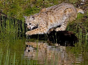 Bobcat