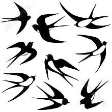 Bird swallow set.