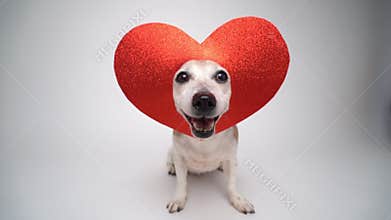 dog Jack Russell terrier in red heart shaped decoration on the head looking at camera