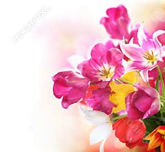 Spring Tulips