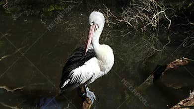 An Australian Pelican cleaning its feathers while perched on a branch in a pond