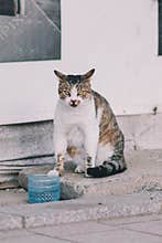 cat on street on day light
