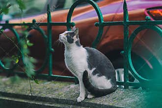 cat on street on day light