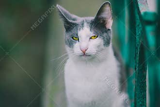 cat on street on day light
